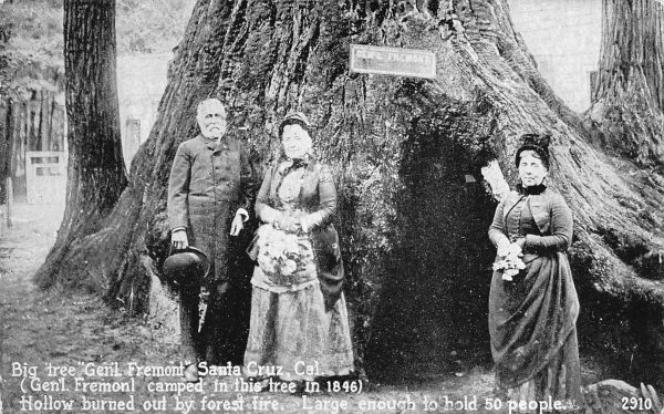 Big Tree General Fremont Santa Cruz California CA Unposted Vintage Postcard